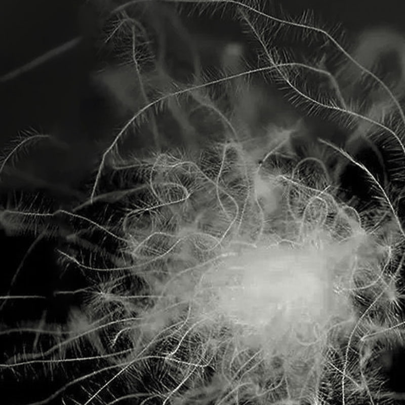 50% グレーダックダウン 50% グレーダックダウン