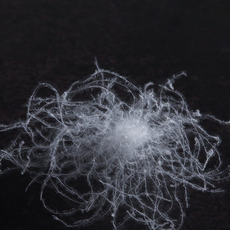 ホワイトグースダウン90% ホワイトグースダウン90%