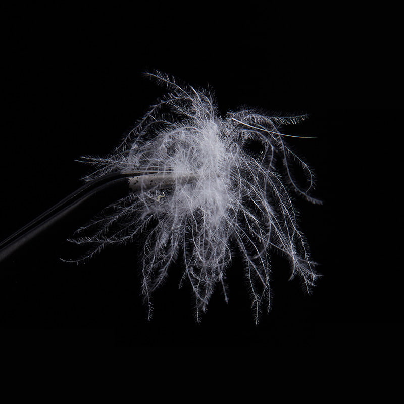 50% ピュアホワイトダックダウン